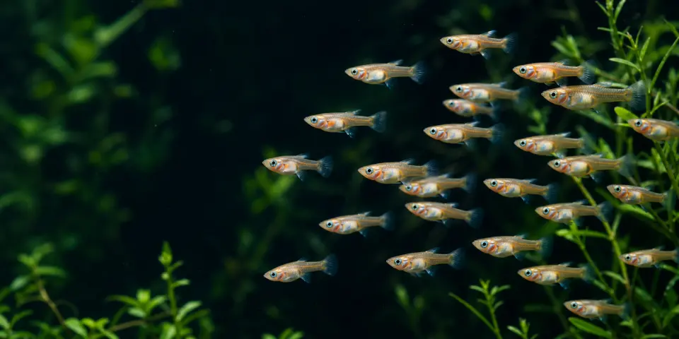 Fry Packs guppies in an aquarium