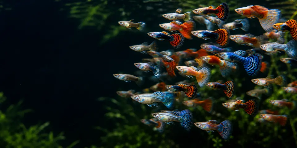 Wholesale / Bulk Orders guppies in an aquarium
