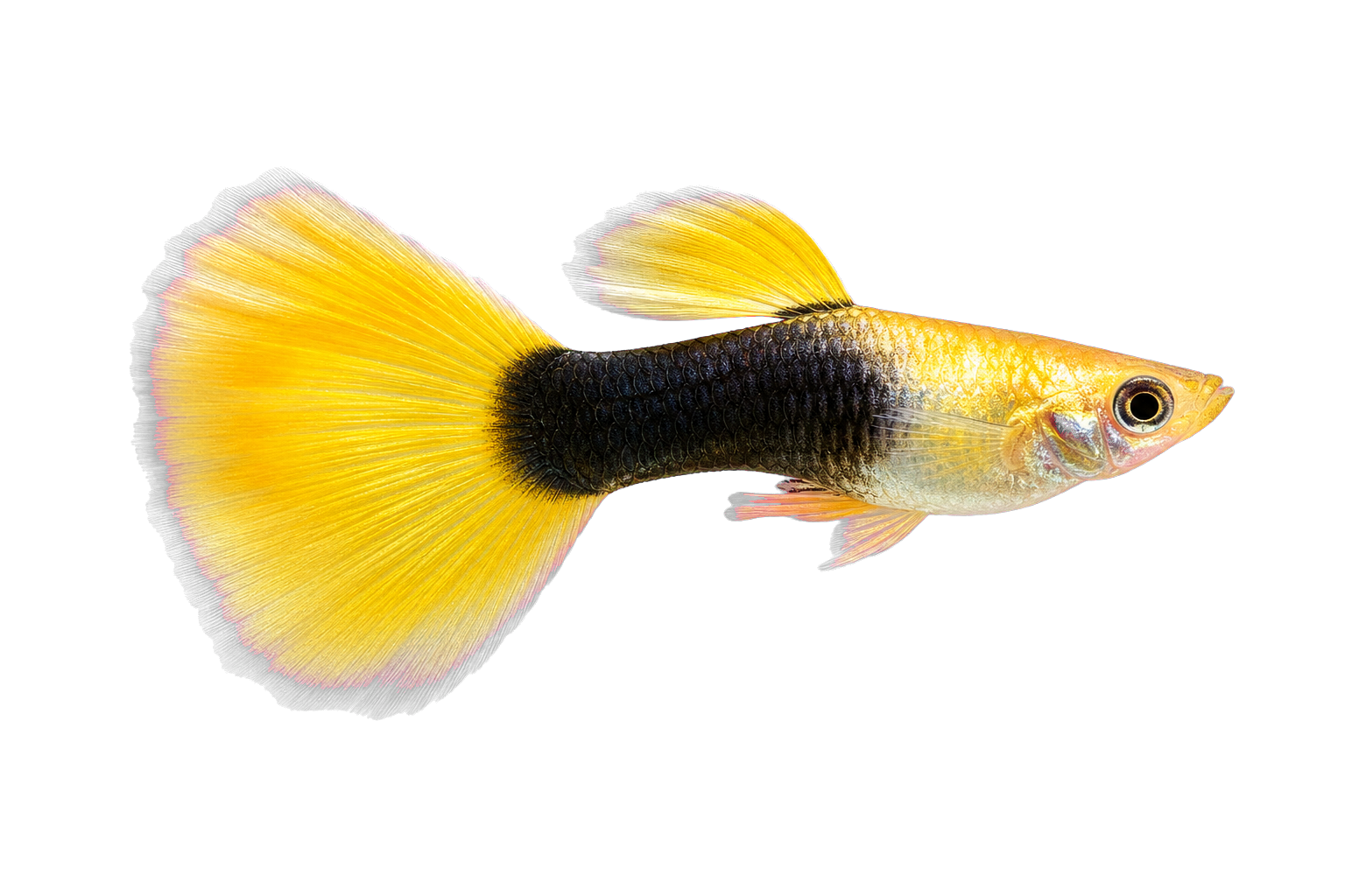 Decorative golden tuxedo guppy swimming in a planted aquarium