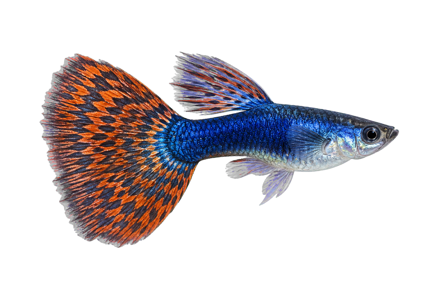 Decorative cobalt mosaic guppy swimming in a planted aquarium