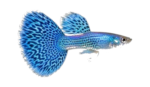 Blue Mosaic guppy