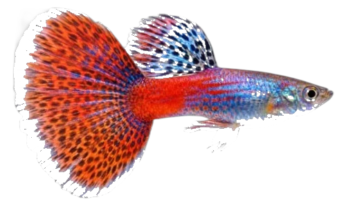Colorful HiGuppy guppy