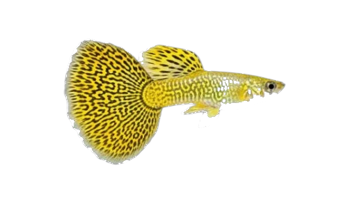 Yellow Cobra guppy