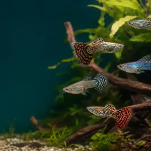 Representative gallery image for Tiger King Cobra Guppy Fry derived from HiGuppy’s King Cobra strain illustration; not an exact inventory photograph.