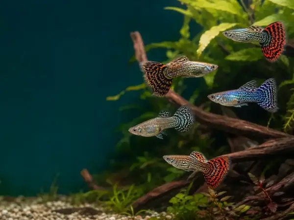Representative gallery image for Tiger King Cobra Guppy Fry derived from HiGuppy’s King Cobra strain illustration; not an exact inventory photograph.