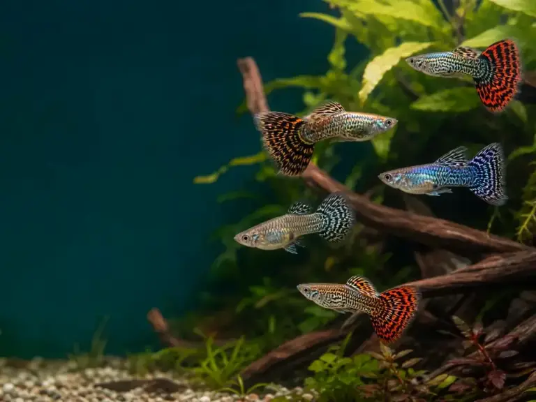 Representative gallery image for Tiger King Cobra Guppy Fry derived from HiGuppy’s King Cobra strain illustration; not an exact inventory photograph.