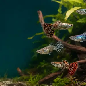 Representative gallery image for Tiger King Cobra Guppy Fry derived from HiGuppy’s King Cobra strain illustration; not an exact inventory photograph.