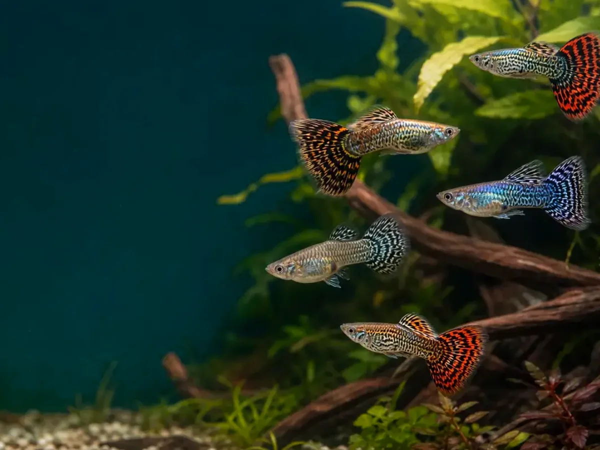 Representative gallery image for Tiger King Cobra Guppy Fry derived from HiGuppy’s King Cobra strain illustration; not an exact inventory photograph.