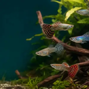 Representative gallery image for Tiger King Cobra Guppy Fry derived from HiGuppy’s King Cobra strain illustration; not an exact inventory photograph.