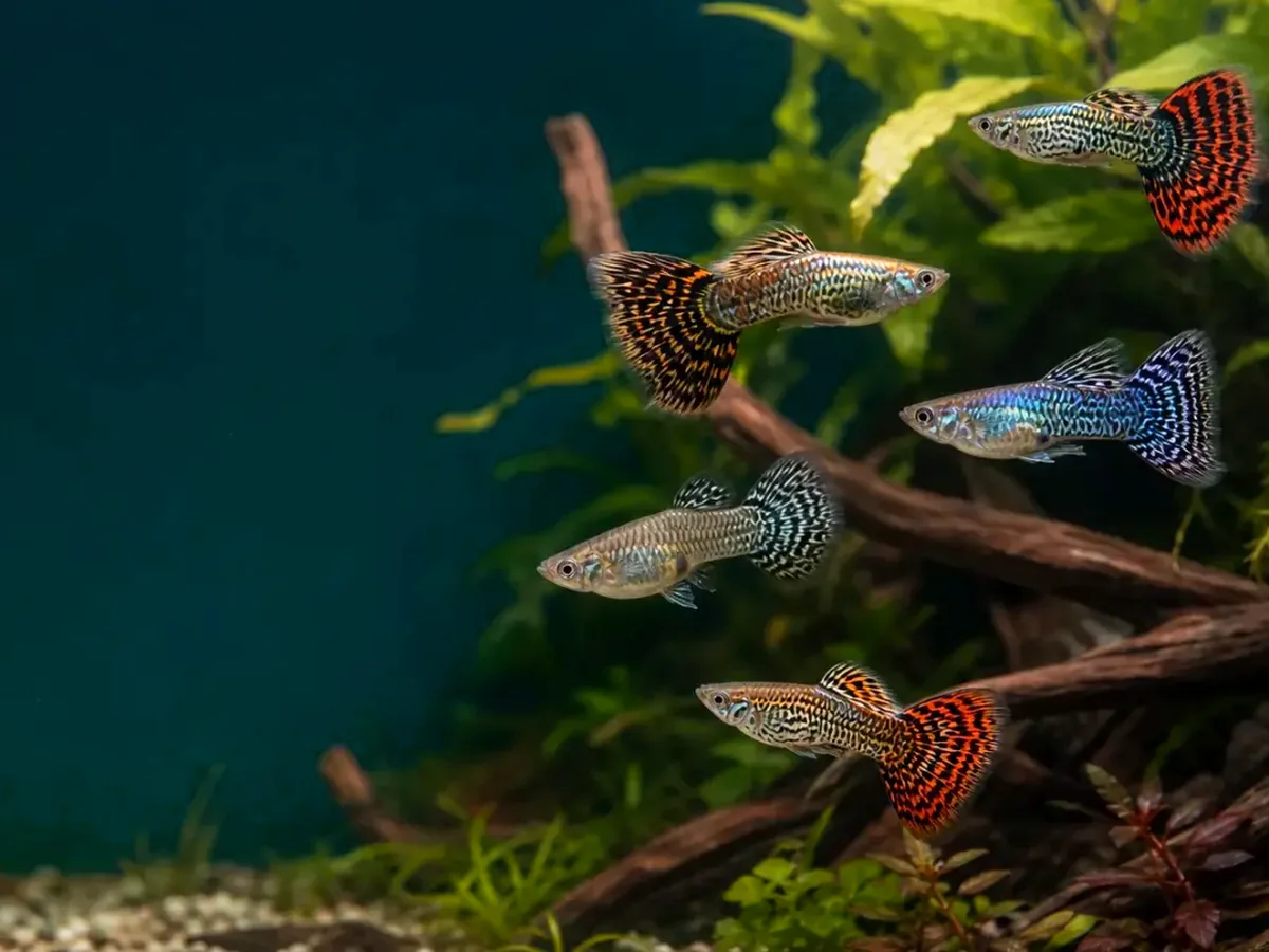 Representative gallery image for Tiger King Cobra Guppy Fry derived from HiGuppy’s King Cobra strain illustration; not an exact inventory photograph.