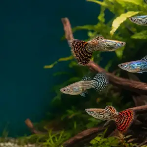 Representative gallery image for Tiger King Cobra Guppy Fry derived from HiGuppy’s King Cobra strain illustration; not an exact inventory photograph.