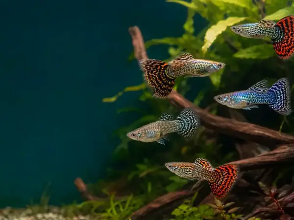 Representative gallery image for Tiger King Cobra Guppy Fry derived from HiGuppy’s King Cobra strain illustration; not an exact inventory photograph.