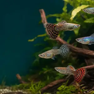 Representative gallery image for Tiger King Cobra Guppy Fry derived from HiGuppy’s King Cobra strain illustration; not an exact inventory photograph.