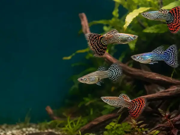 Representative gallery image for Tiger King Cobra Guppy Fry derived from HiGuppy’s King Cobra strain illustration; not an exact inventory photograph.