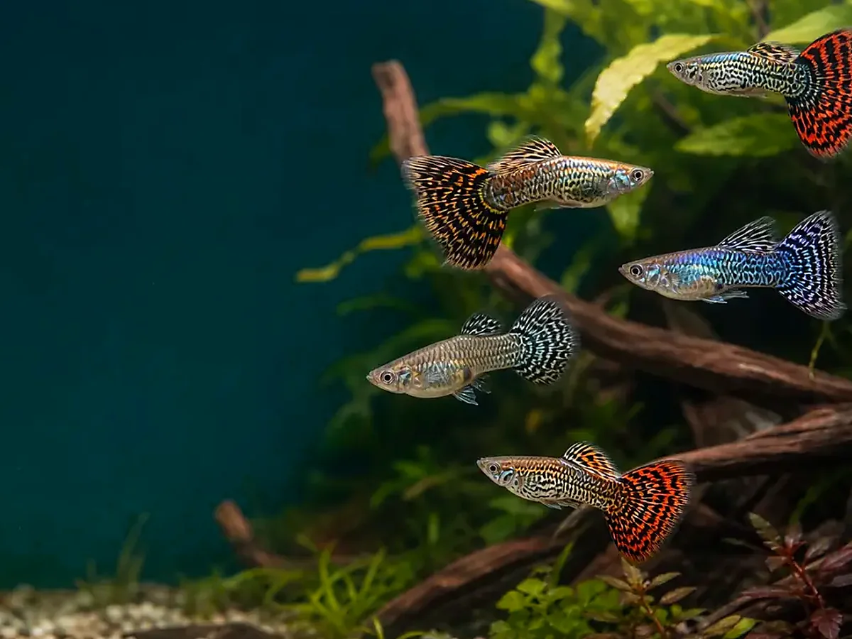 Representative gallery image for Tiger King Cobra Guppy Fry derived from HiGuppy’s King Cobra strain illustration; not an exact inventory photograph.