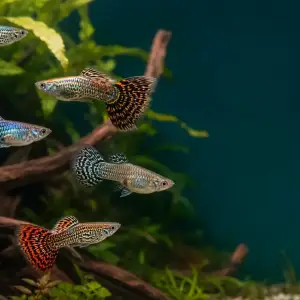 Representative gallery image for Tiger King Cobra Guppy Fry derived from HiGuppy’s King Cobra strain illustration; not an exact inventory photograph.