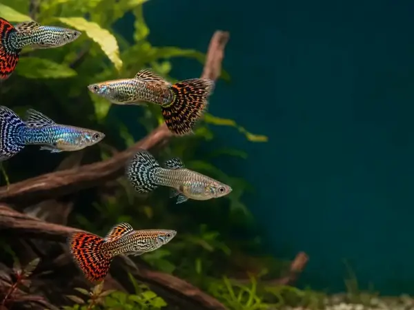 Representative gallery image for Tiger King Cobra Guppy Fry derived from HiGuppy’s King Cobra strain illustration; not an exact inventory photograph.