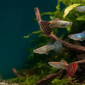 Representative gallery image for Tiger King Cobra Guppy Fry derived from HiGuppy’s King Cobra strain illustration; not an exact inventory photograph.