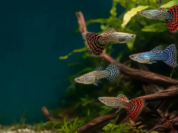 Representative gallery image for Tiger King Cobra Guppy Fry derived from HiGuppy’s King Cobra strain illustration; not an exact inventory photograph.
