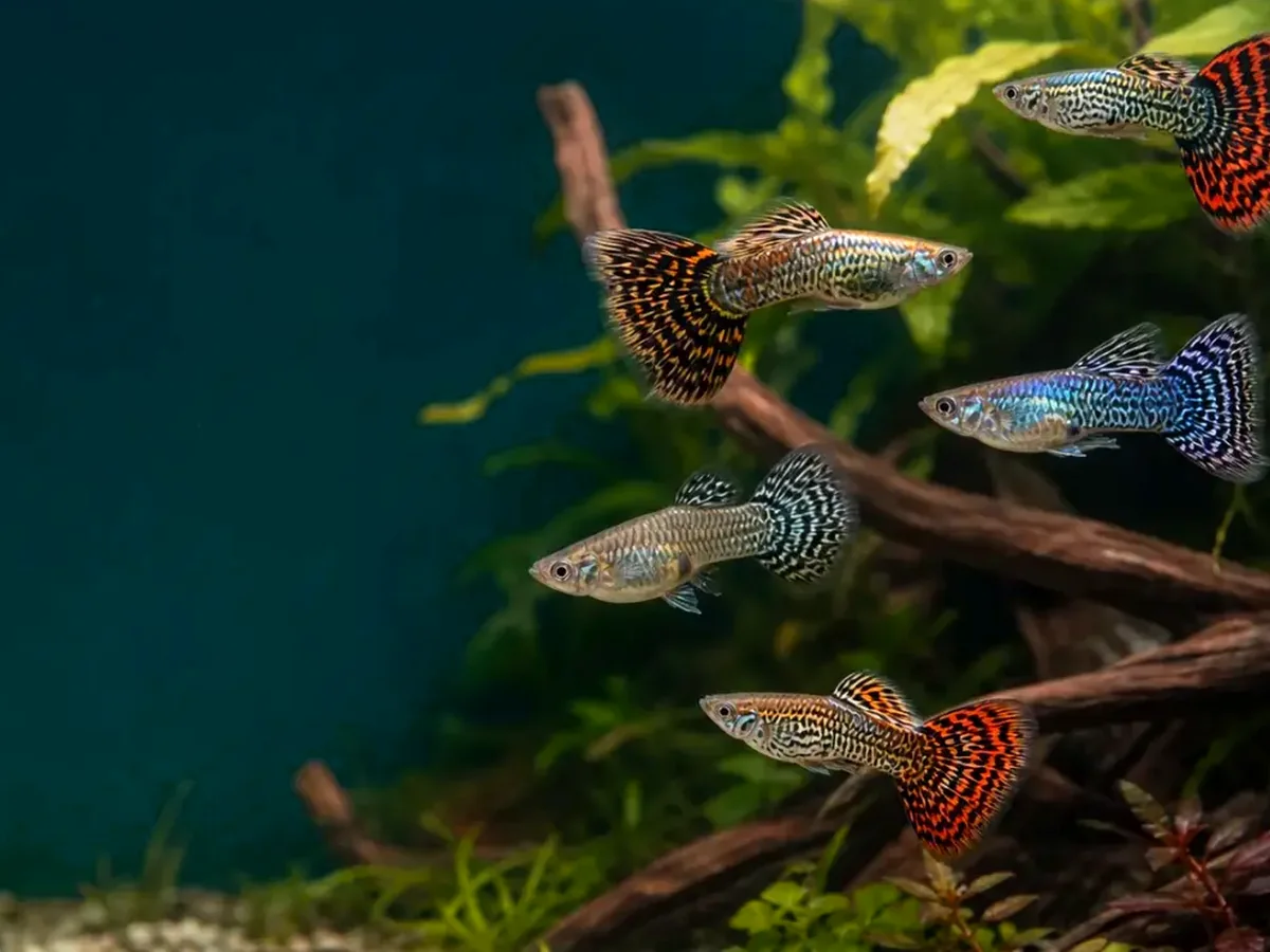 Representative gallery image for Tiger King Cobra Guppy Fry derived from HiGuppy’s King Cobra strain illustration; not an exact inventory photograph.