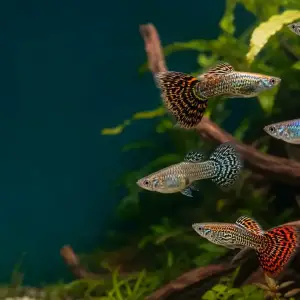 Representative gallery image for Tiger King Cobra Guppy Fry derived from HiGuppy’s King Cobra strain illustration; not an exact inventory photograph.