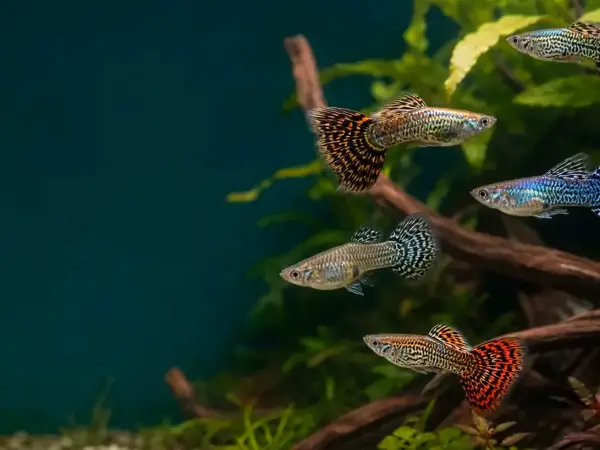 Representative gallery image for Tiger King Cobra Guppy Fry derived from HiGuppy’s King Cobra strain illustration; not an exact inventory photograph.