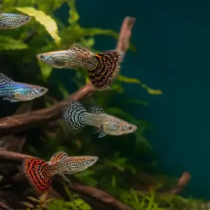 Representative gallery image for Tiger King Cobra Guppy Fry derived from HiGuppy’s King Cobra strain illustration; not an exact inventory photograph.