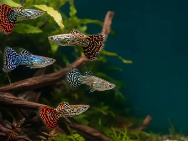 Representative gallery image for Tiger King Cobra Guppy Fry derived from HiGuppy’s King Cobra strain illustration; not an exact inventory photograph.