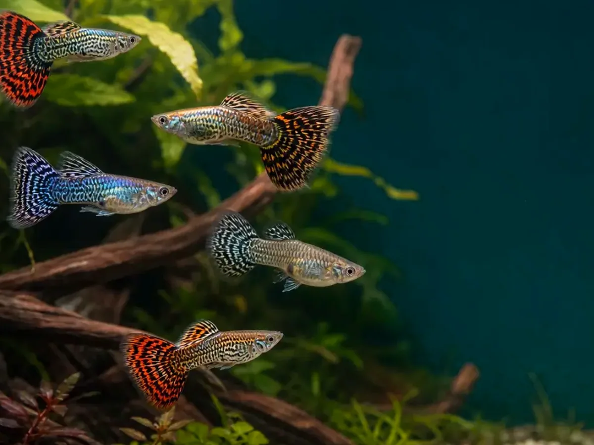 Representative gallery image for Tiger King Cobra Guppy Fry derived from HiGuppy’s King Cobra strain illustration; not an exact inventory photograph.