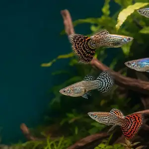 Representative gallery image for Tiger King Cobra Guppy Fry derived from HiGuppy’s King Cobra strain illustration; not an exact inventory photograph.