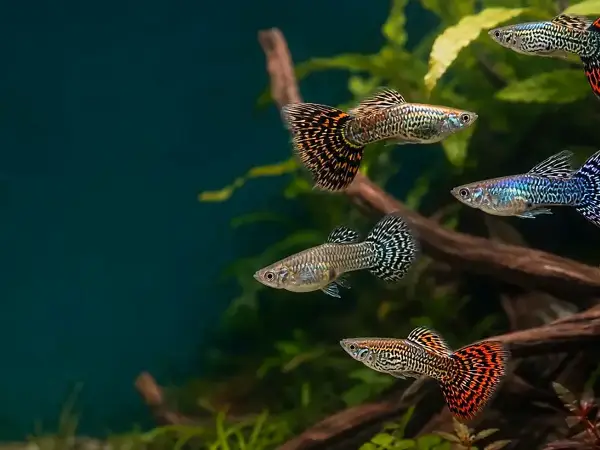 Representative gallery image for Tiger King Cobra Guppy Fry derived from HiGuppy’s King Cobra strain illustration; not an exact inventory photograph.