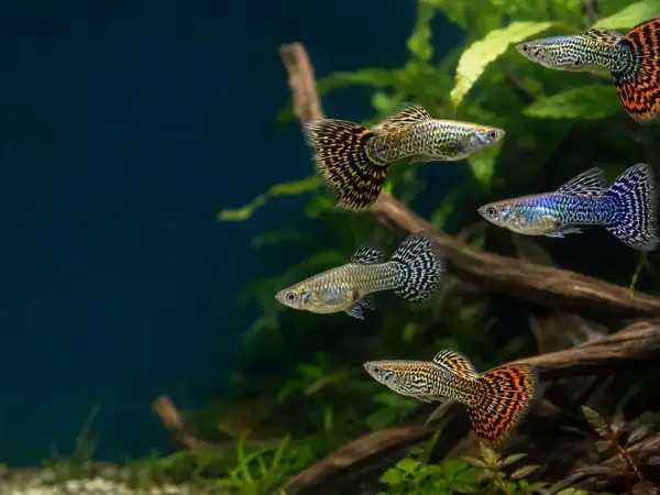 Representative gallery image for King Cobra Breeder Trio derived from HiGuppy’s King Cobra strain illustration; not an exact inventory photograph.