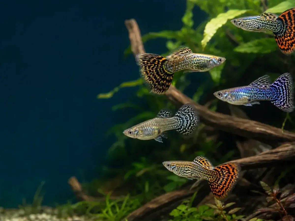 Representative gallery image for King Cobra Breeder Trio derived from HiGuppy’s King Cobra strain illustration; not an exact inventory photograph.