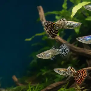 Representative gallery image for King Cobra Breeder Trio derived from HiGuppy’s King Cobra strain illustration; not an exact inventory photograph.