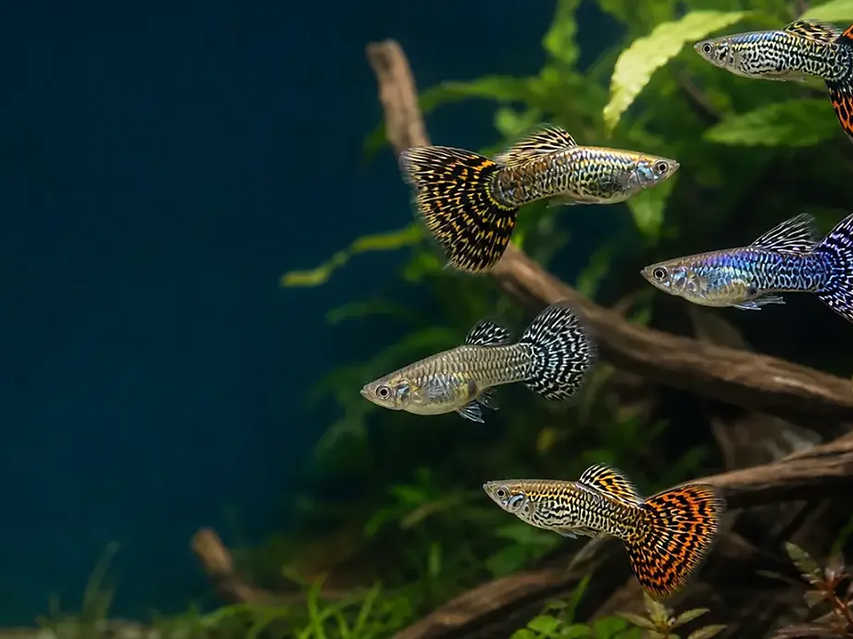 Representative gallery image for King Cobra Breeder Trio derived from HiGuppy’s King Cobra strain illustration; not an exact inventory photograph.