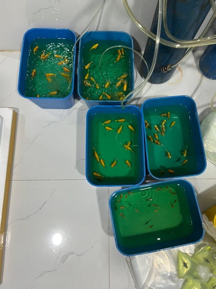 Guppies sorted in trays during live-fish packing preparation