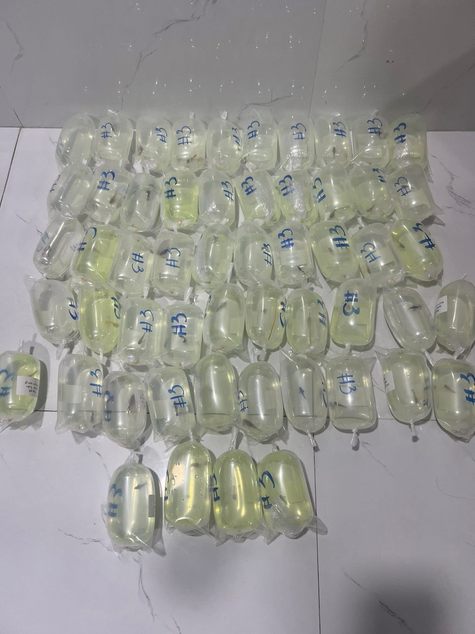 Labeled live guppy bags arranged for shipment