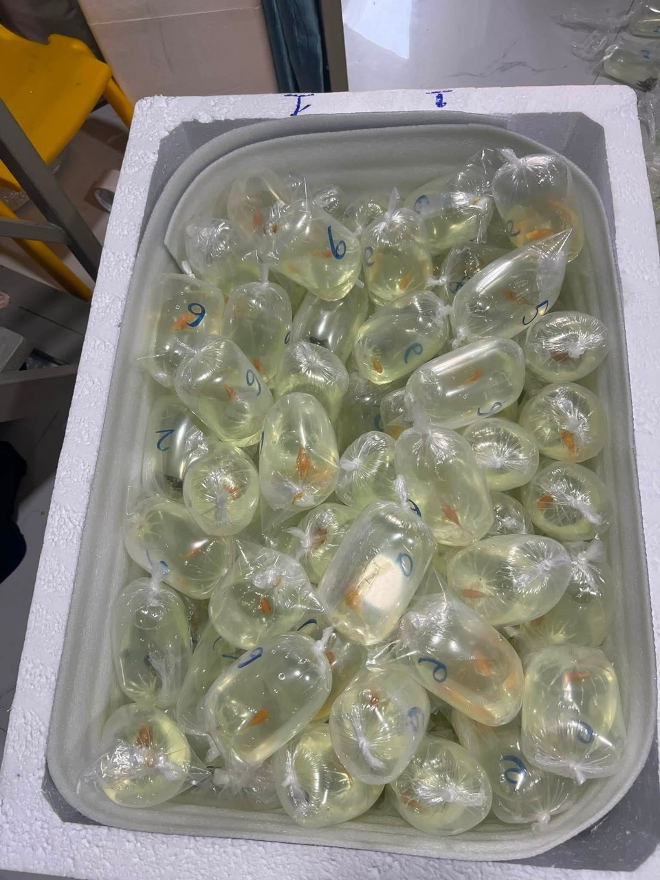Live guppy bags placed in an insulated box for shipment