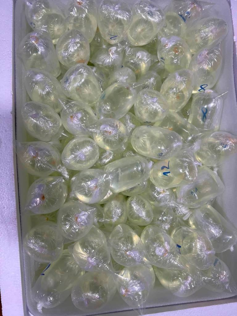 Same-Strain vs Mixed-Strain Wholesale Guppy Orders: Which Is Better?