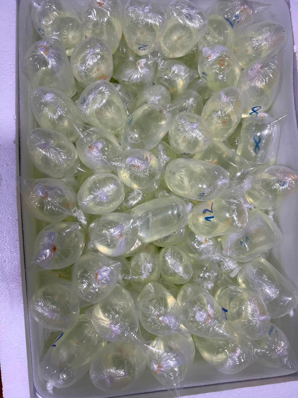 Live guppy bags organized inside an insulated shipping box