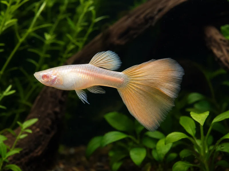 Albino guppy with pale body, red-looking eyes, and a peach-gold tail in a planted aquarium