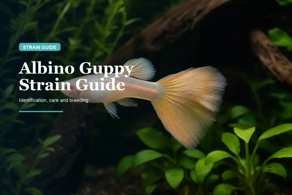 Albino Guppy Strain Guide: Identification, Care & Breeding