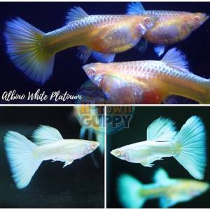 Albino Platinum White Breeder Trio