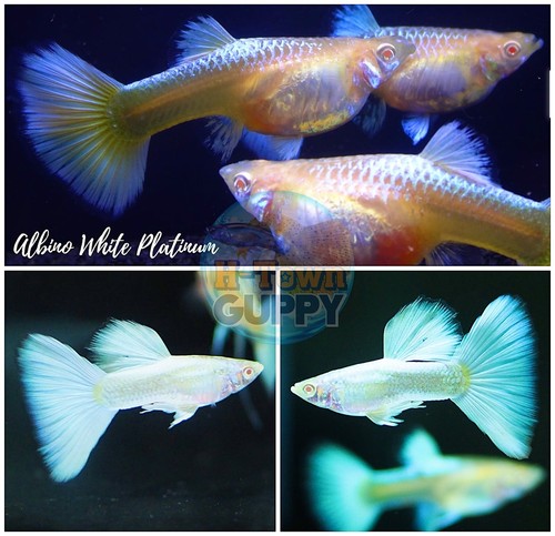 Albino Platinum White Breeder Trio