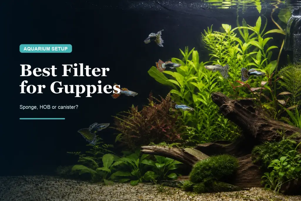 Best Filter for Guppies: Sponge, HOB or Canister?