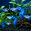 Blue mosaic guppy fish with spotted blue tails swimming in a planted aquarium