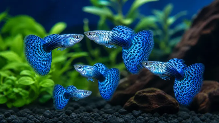 Breeding Pairs & Trios