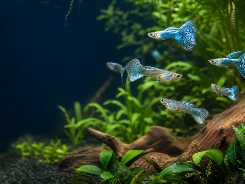 AI-generated illustrative planted aquarium with blue-toned generic fancy guppies