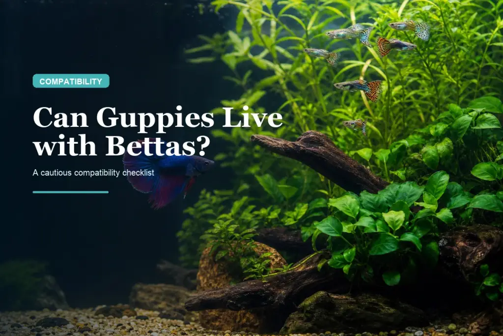 Can Guppies Live with Bettas? Compatibility Checklist