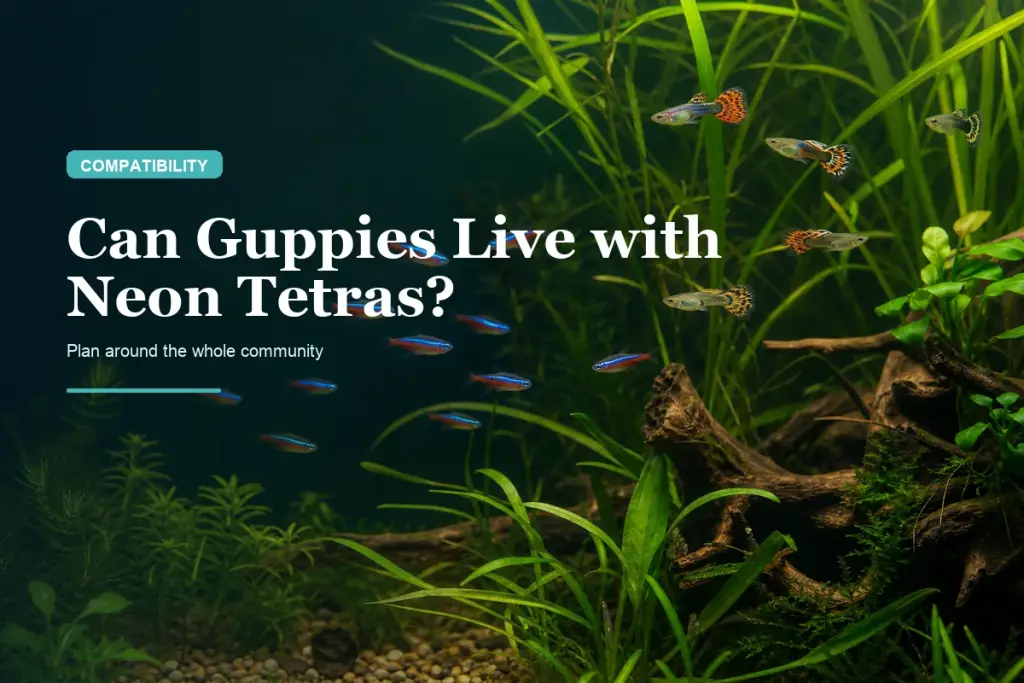 Can Guppies Live with Neon Tetras?